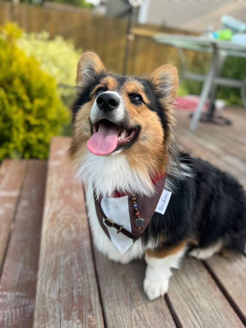 Captain J Over the Collar Dog Bandana