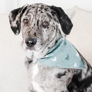 Green with Arrows Over the Collar Dog Bandana