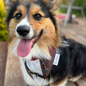 Captain J Over the Collar Dog Bandana