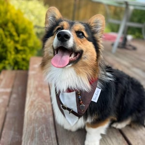 Captain J Over the Collar Dog Bandana