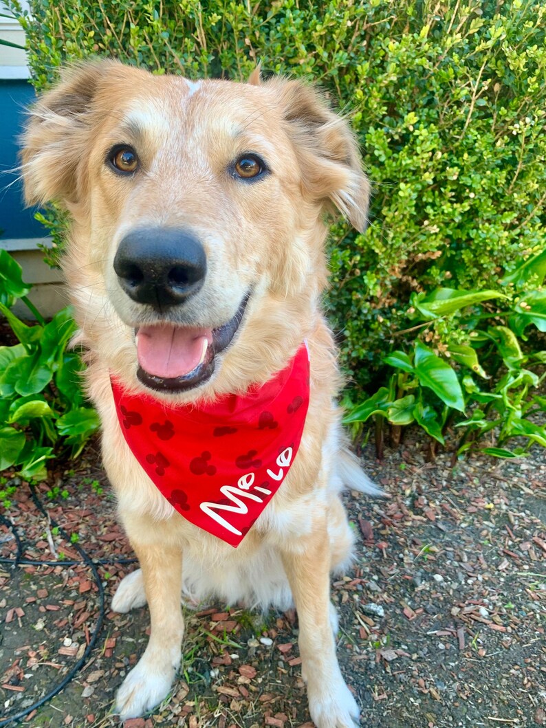 CUSTOM Red Mickey Mouse Over the Collar Dog Bandana