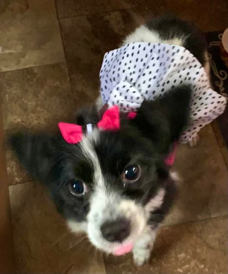 Hot Pink and Polka Dot Dog Dress with Velcro and Matching Hair Bow