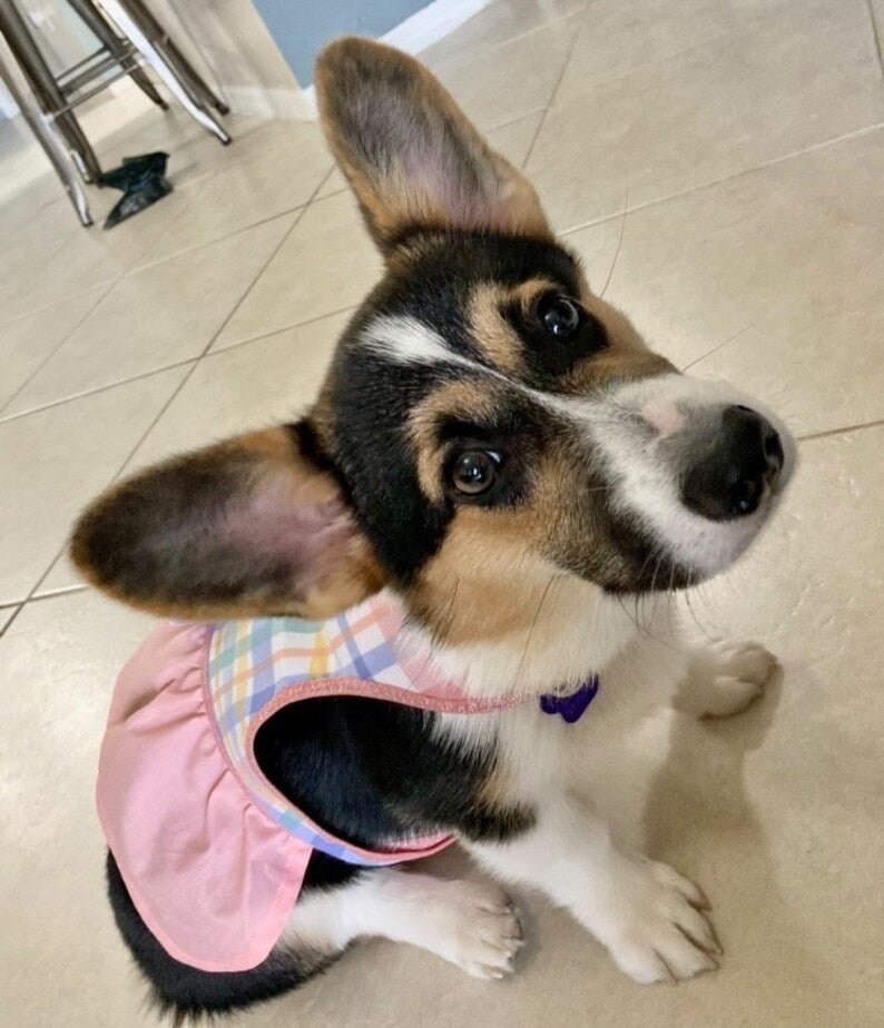 Spring Time Gingham Dog Dress with Velcro and Matching Hair Bow