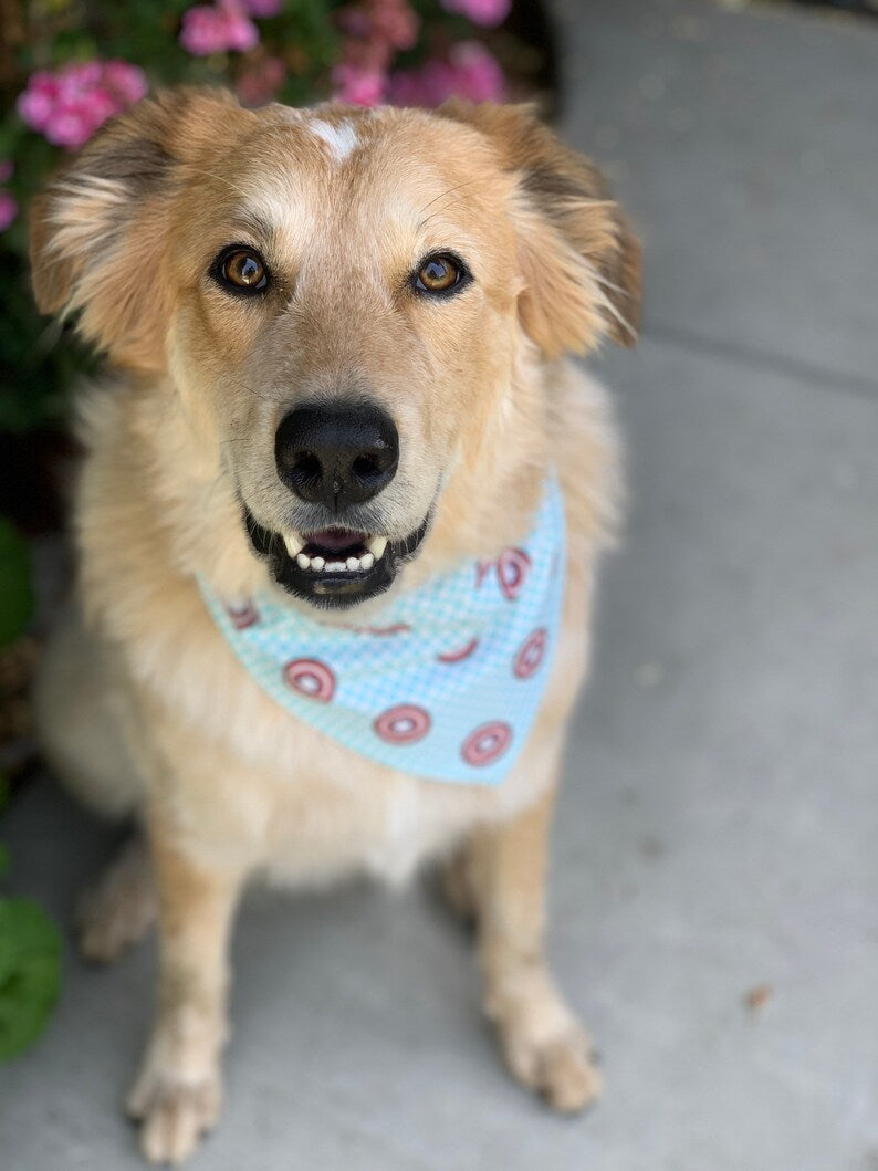 Captain America Patriotic Summer Over the Collar Dog Bandana