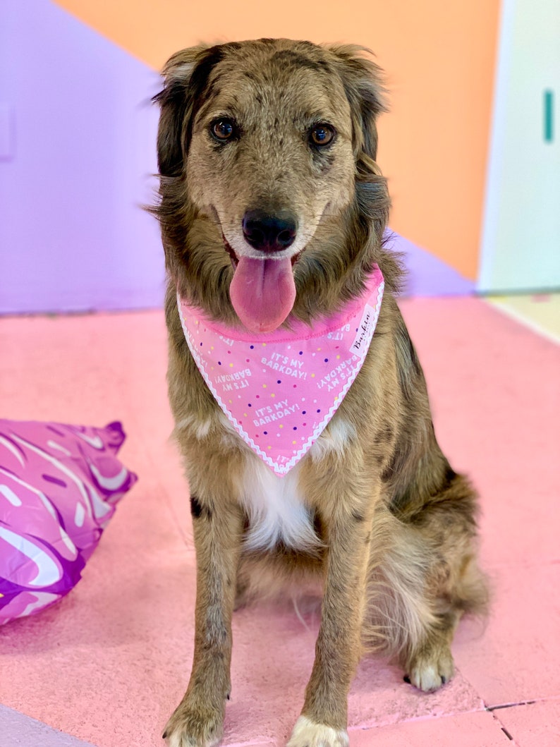 It's My BARKDAY! Pink and Blue Over the Collar Dog Bandana