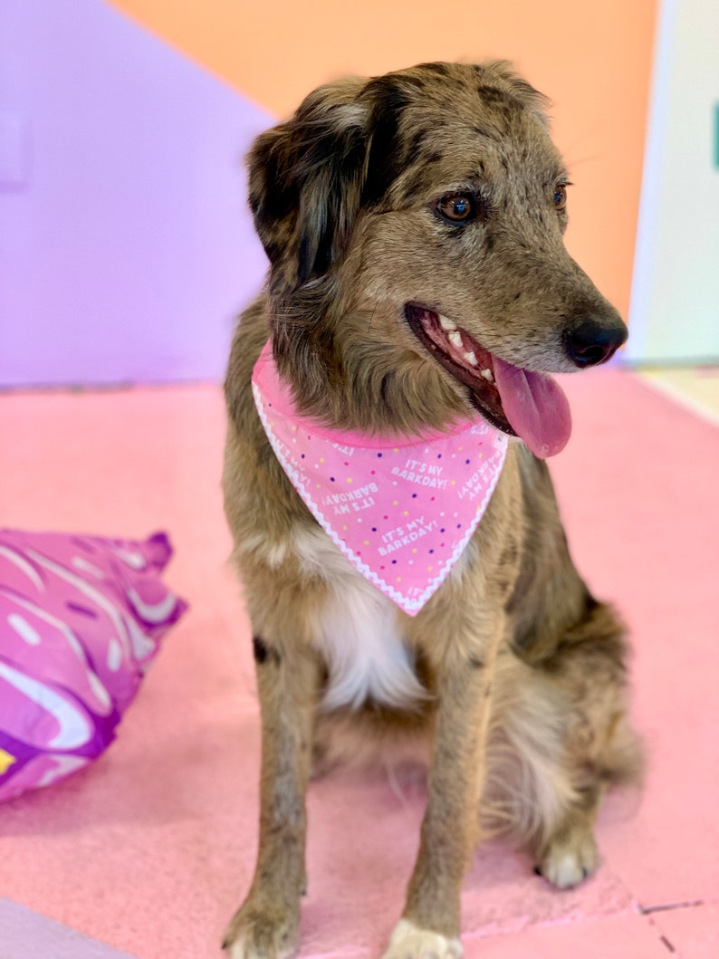 It's My BARKDAY! Pink and Blue Over the Collar Dog Bandana
