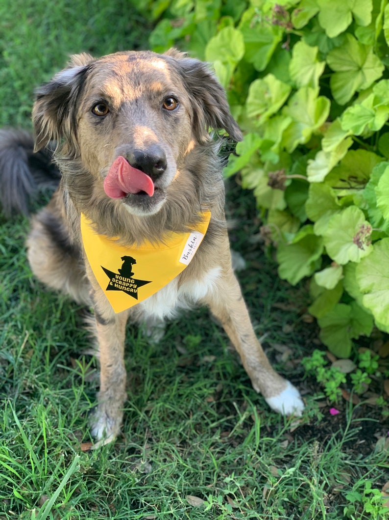 HAMILTON Young Scrappy Hungry Over the Collar Dog Bandana