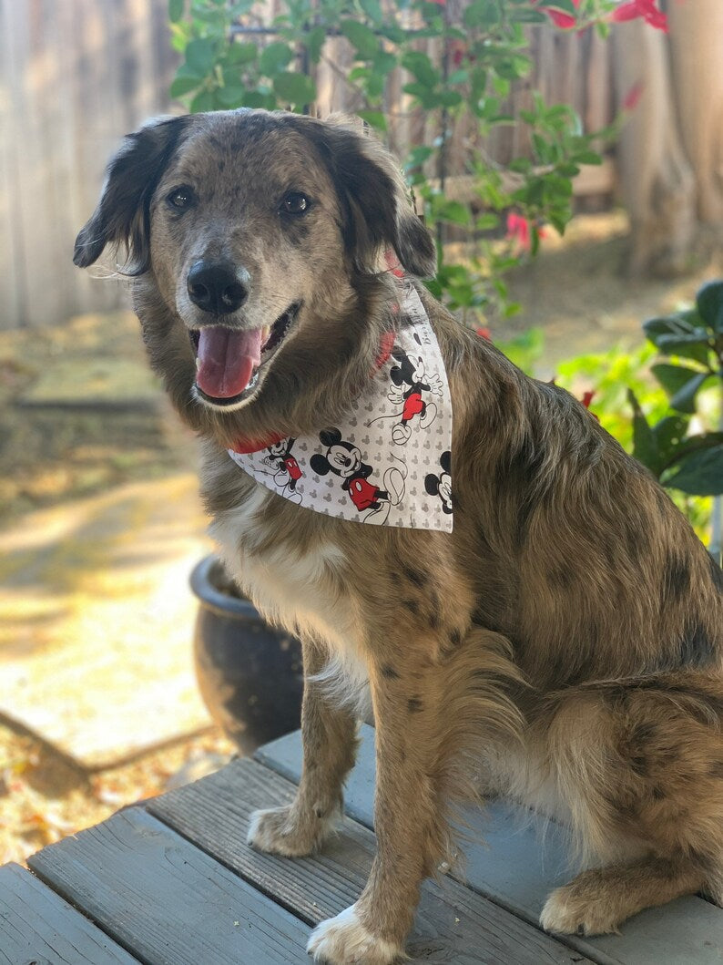 Mickey Mouse Over the Collar Dog Bandana