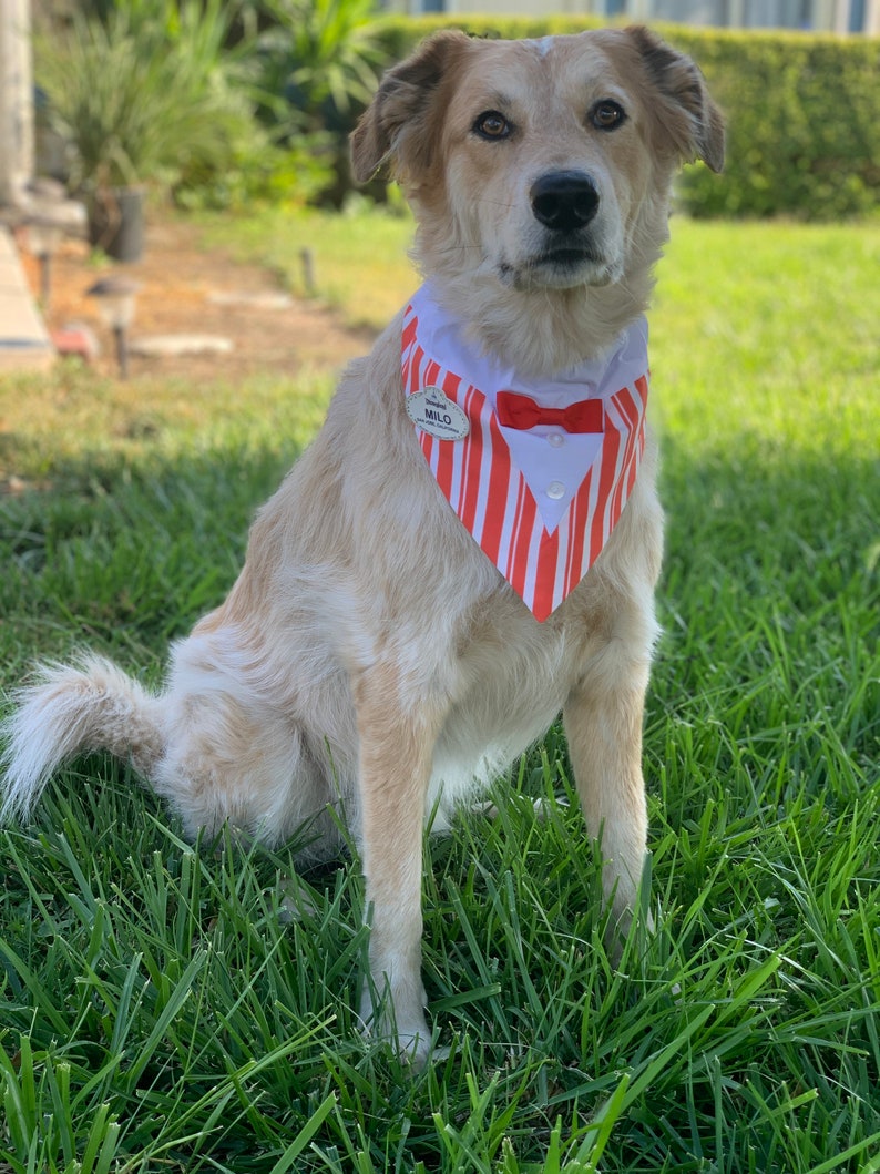 Disneyland Disneyworld Dapper Dans Over the Collar Dog Bandana
