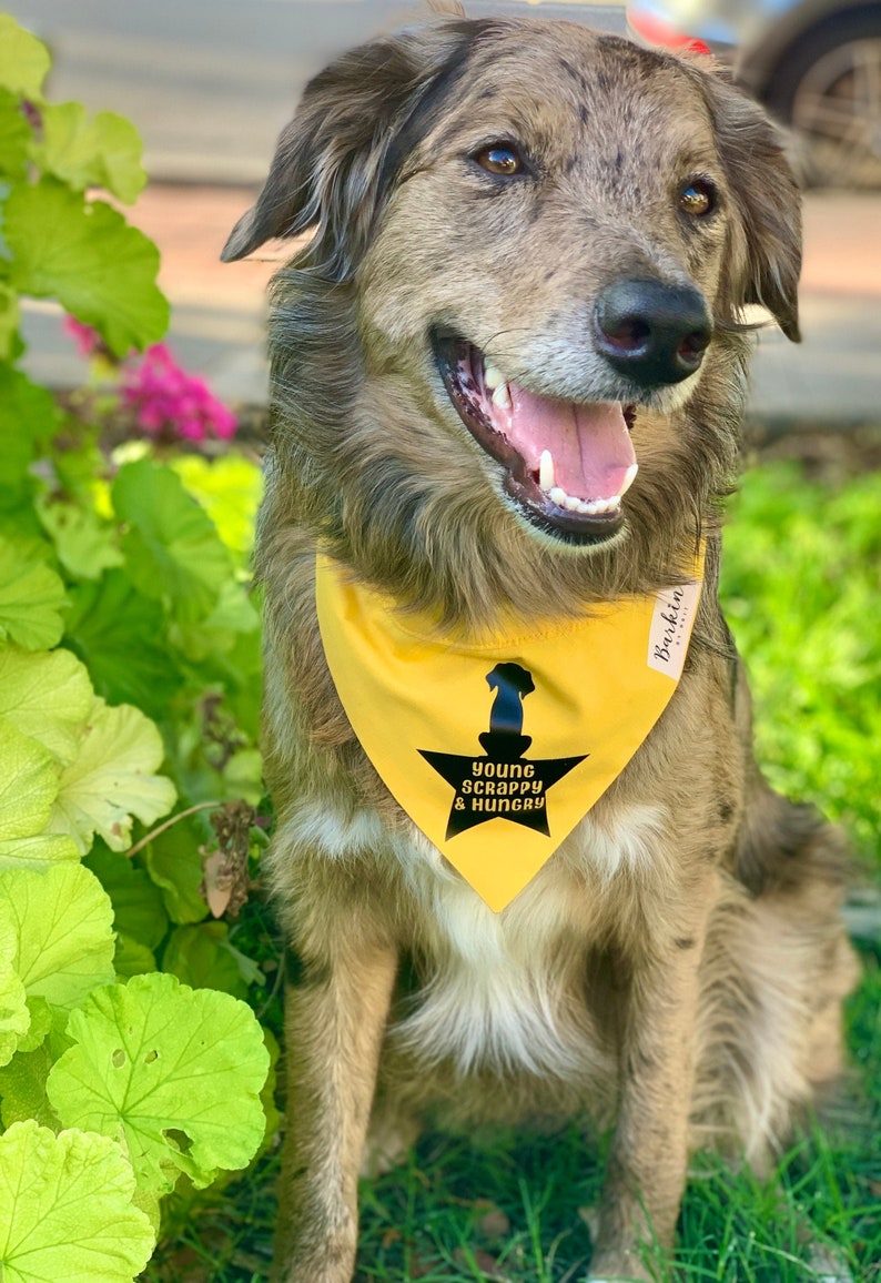 HAMILTON Young Scrappy Hungry Over the Collar Dog Bandana
