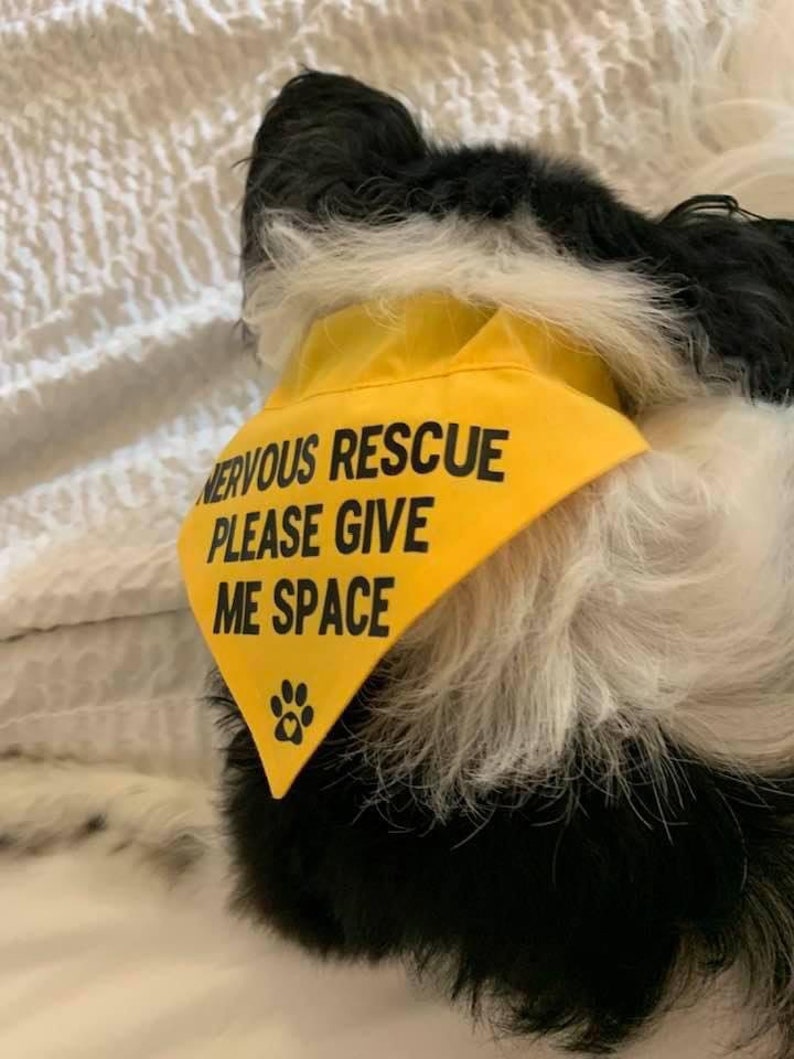 Nervous Rescue Over the Collar Dog Bandana