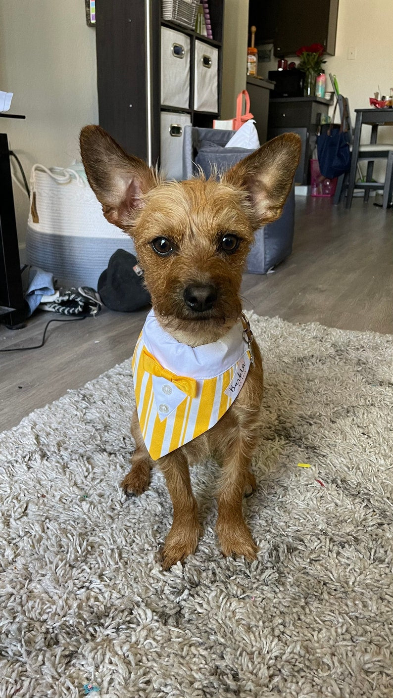 Disneyland Disneyworld Dapper Dans Over the Collar Dog Bandana