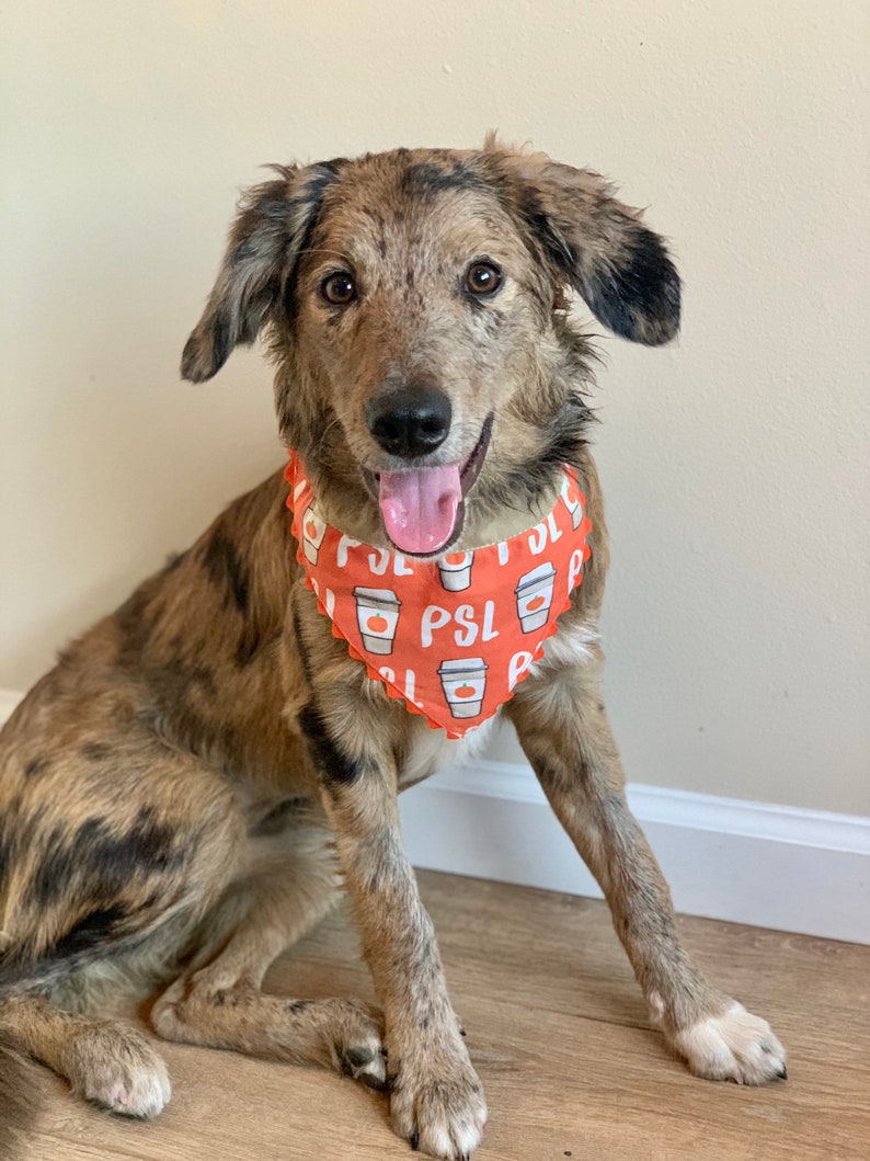 PSL Over the Collar Dog Bandana