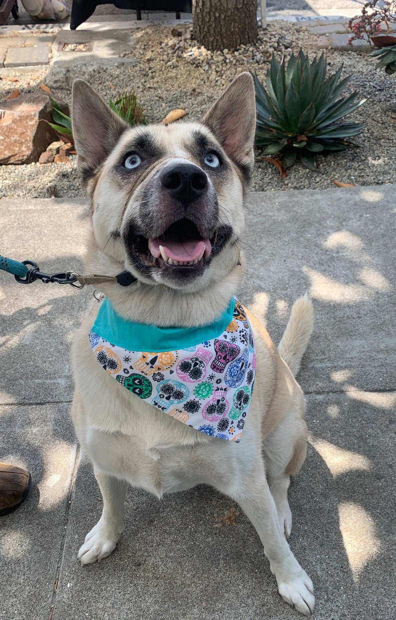 Sugar Skulls Over the Collar Dog Bandana