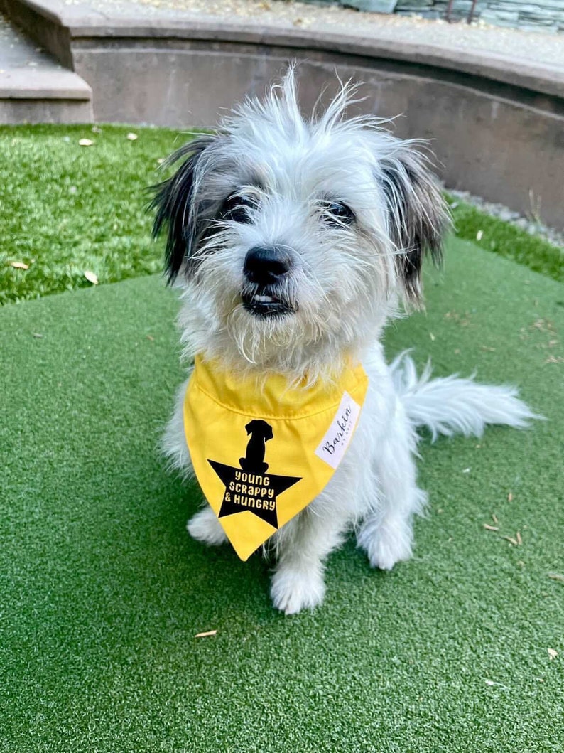 HAMILTON Young Scrappy Hungry Over the Collar Dog Bandana