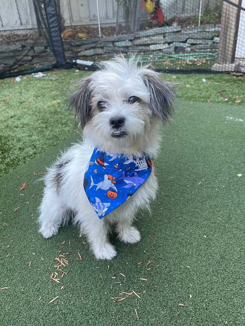 Halloween Sharks Over the Collar Dog Bandana