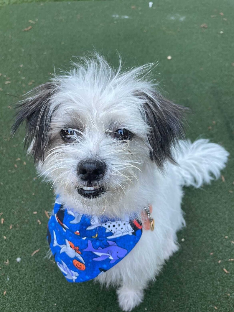 Halloween Sharks Over the Collar Dog Bandana