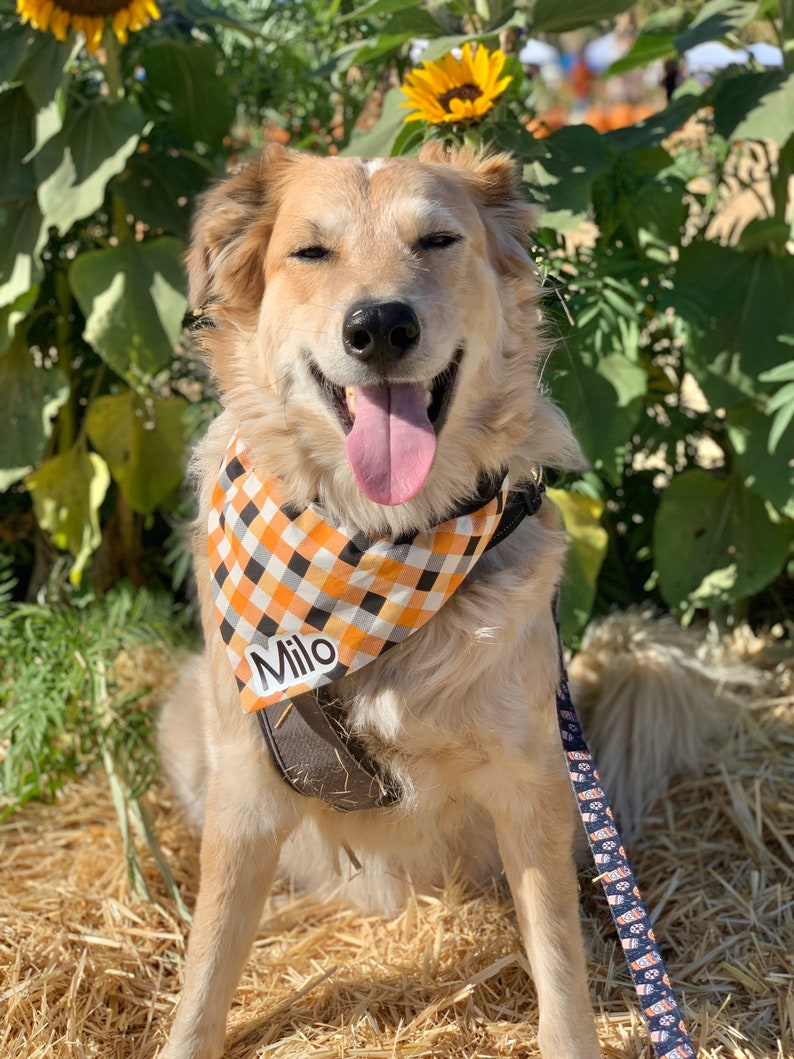 Personalized Halloween Paid Over the Collar Dog Bandana