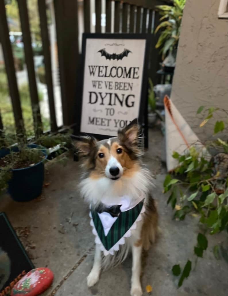 Disneyland Disneyworld Ghost Host Over the Collar Dog Bandana