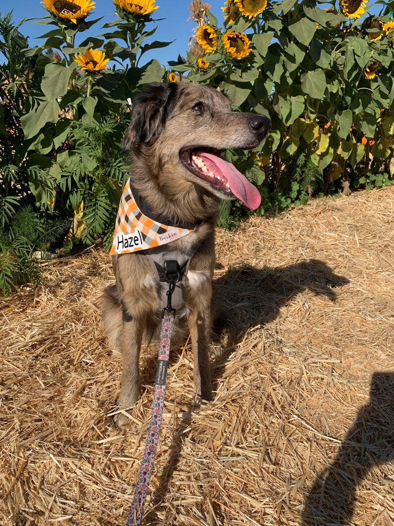 Personalized Halloween Paid Over the Collar Dog Bandana