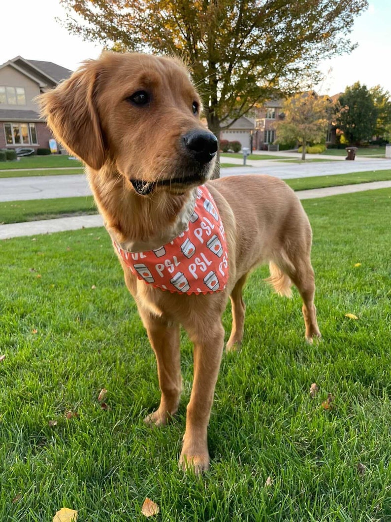 PSL Over the Collar Dog Bandana