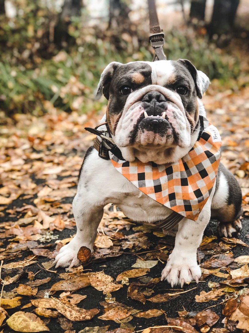 Personalized Halloween Paid Over the Collar Dog Bandana