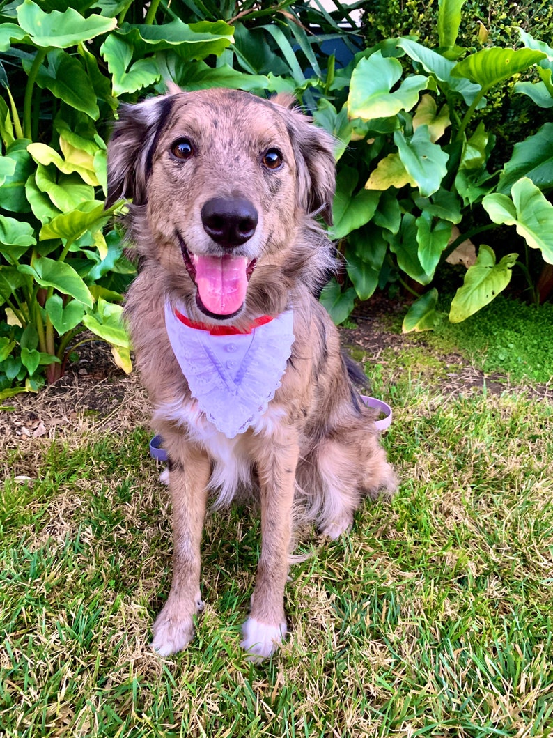 Jolly Holiday Mary and Burt Over the Collar Dog Bandana