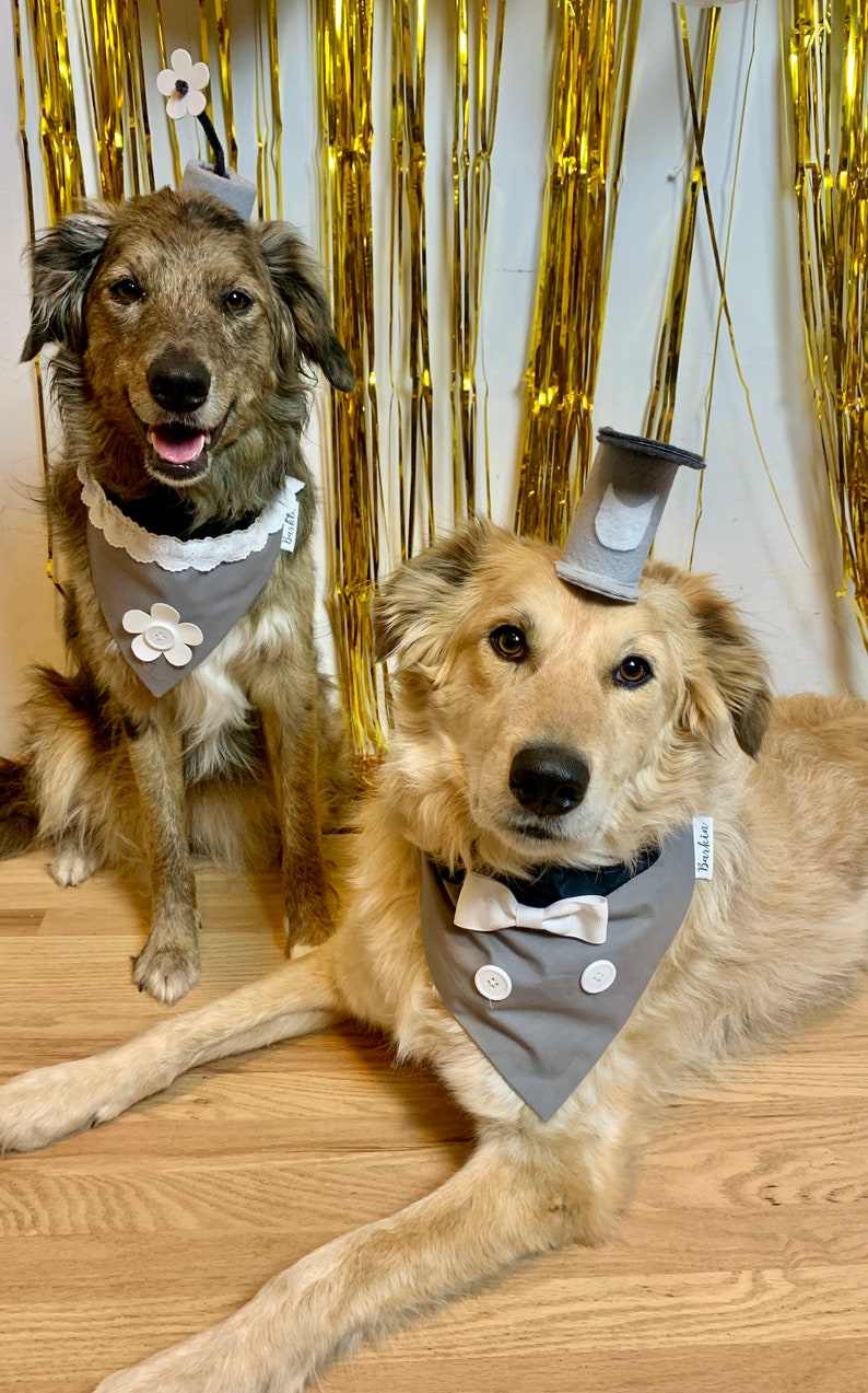 Steamboat Mice Over the Collar Dog Bandana