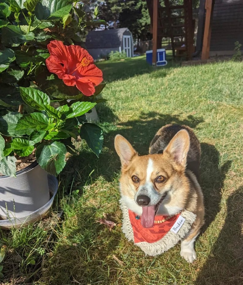 Moana Over the Collar Dog Bandana