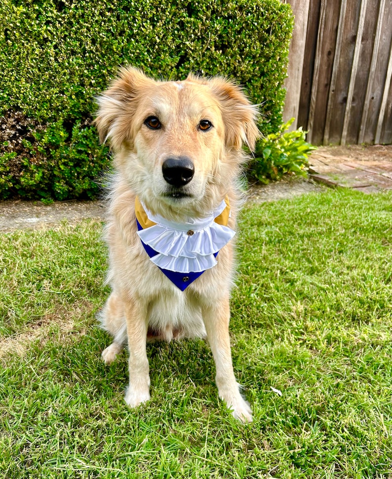 Beast Over the Collar Dog Bandana
