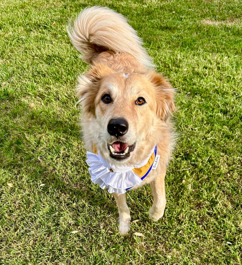 Beast Over the Collar Dog Bandana