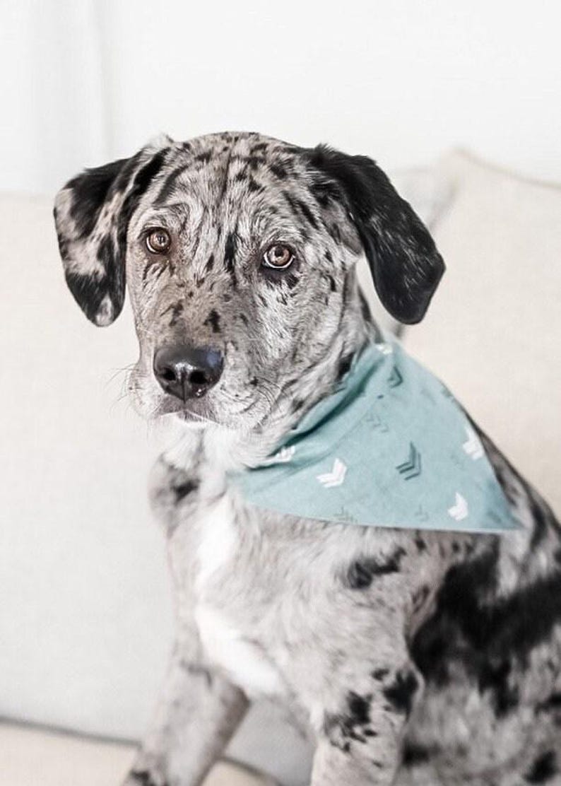 Green with Arrows Over the Collar Dog Bandana