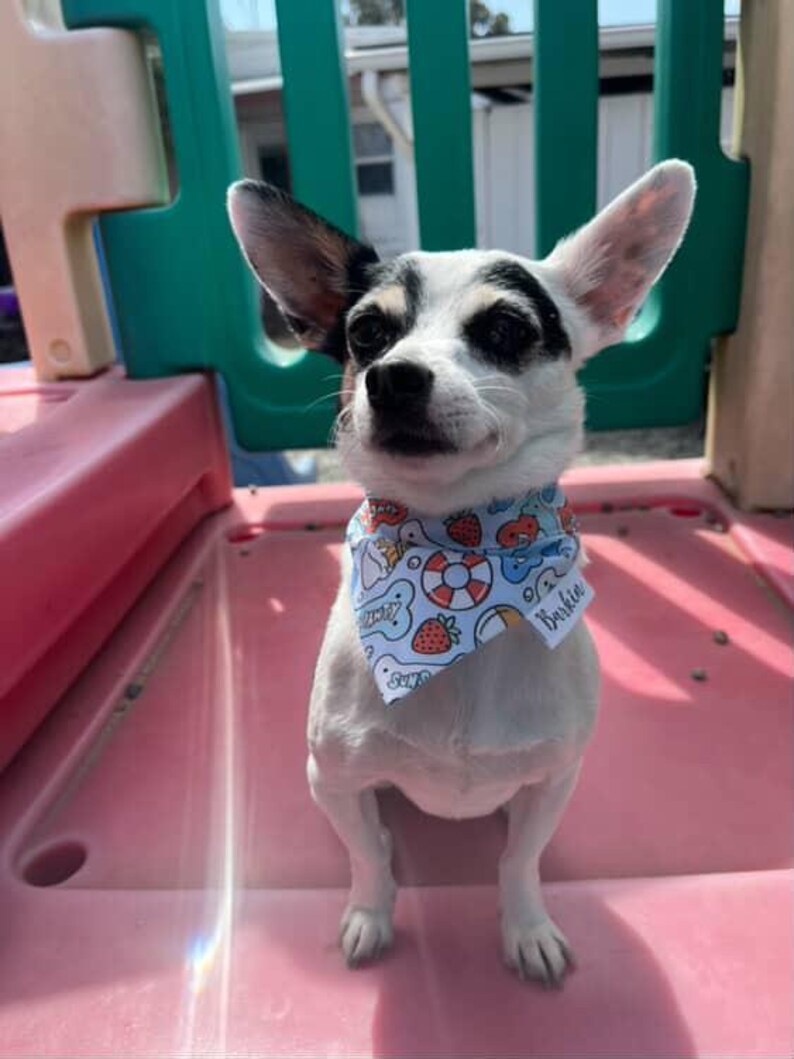July Dogs Over the Collar Dog Bandana