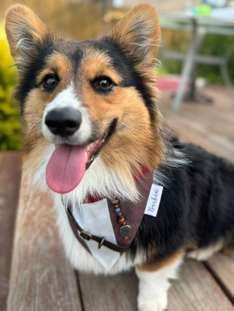 Captain J Over the Collar Dog Bandana